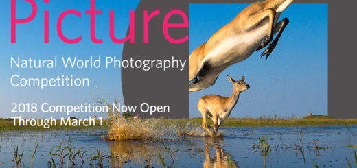 2018 Big Picture Nature Photo Contest
