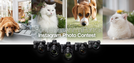 Sony Alpha 系列相機 Instagram 動物攝影大賽