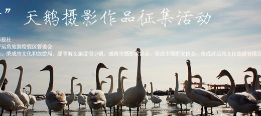 「榮成24小時」天鵝攝影作品徵集