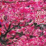 2020九族櫻花祭攝影比賽