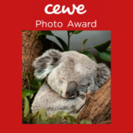 2021 CEWE Photo Award