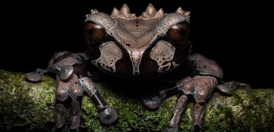 自然生態與野生動物