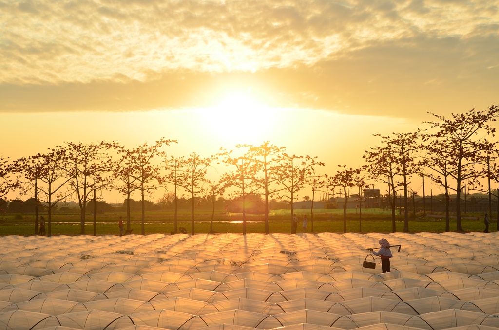 陳國峰-木棉道夕色.JPG