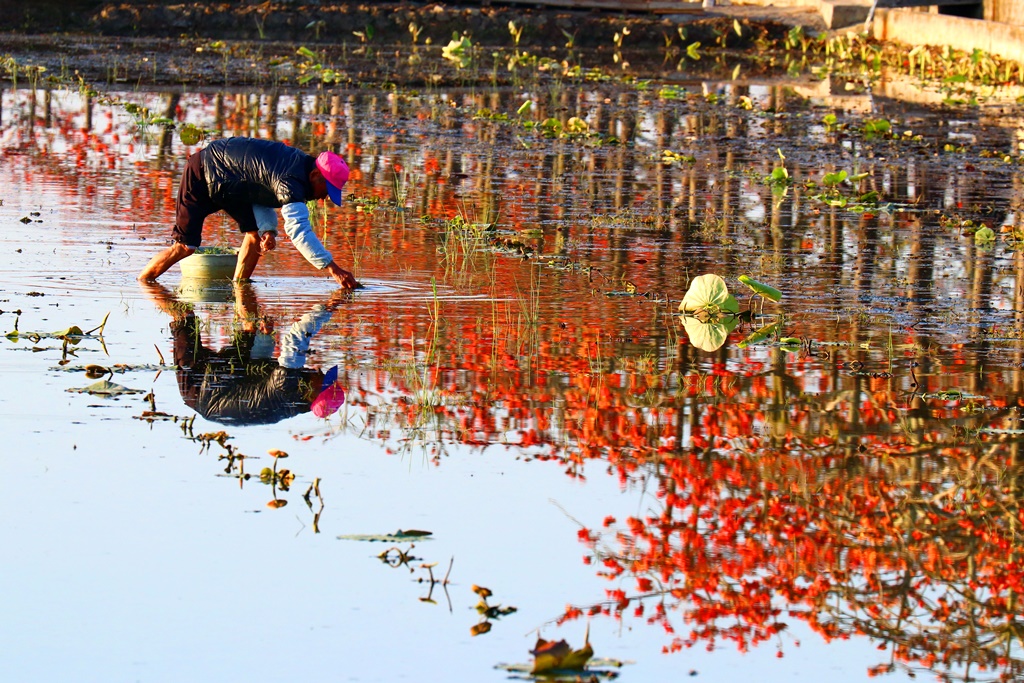 陳慧娟-水中摸木棉花.JPG