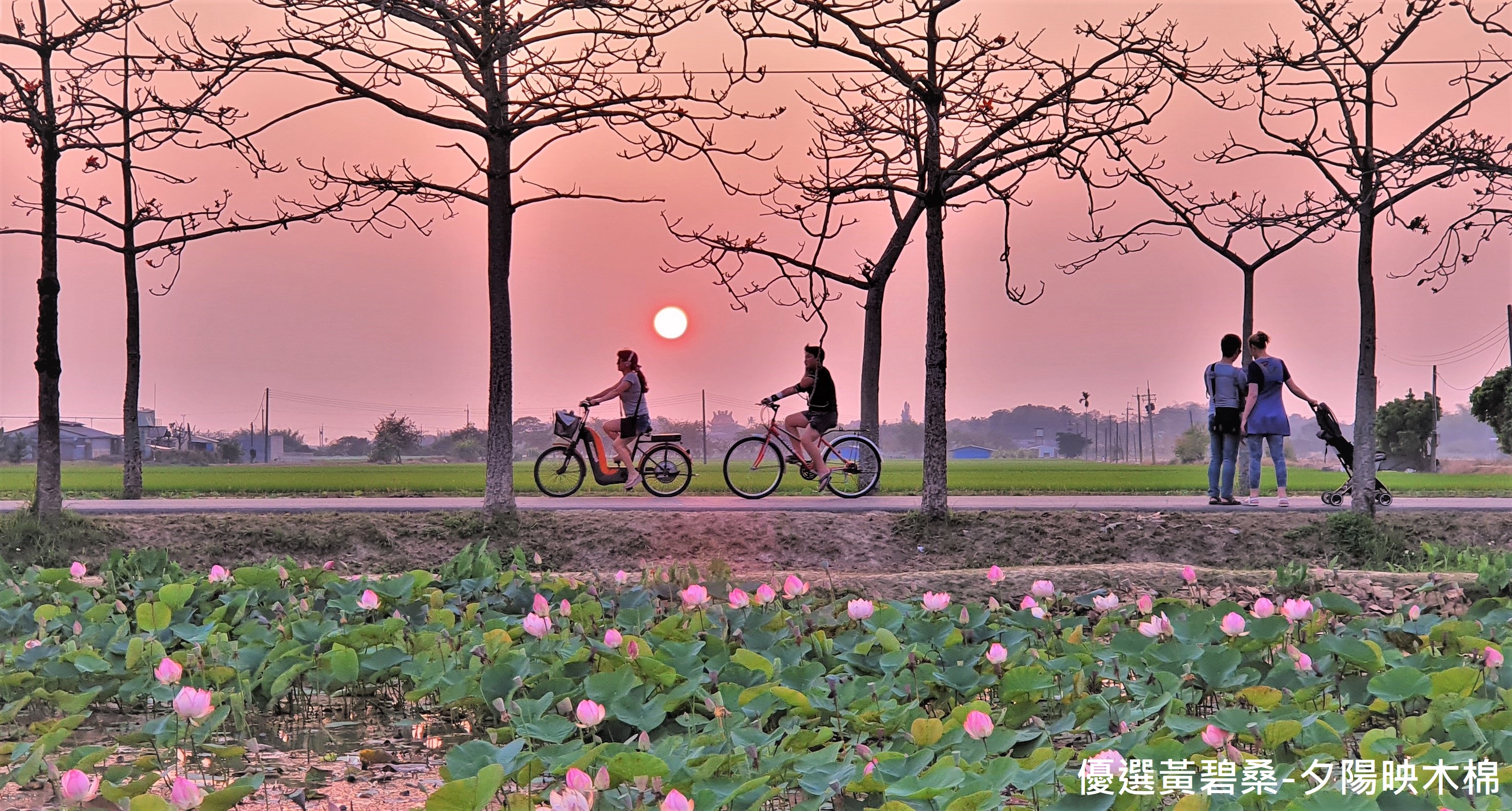 優選 黃碧桑-夕陽映木棉